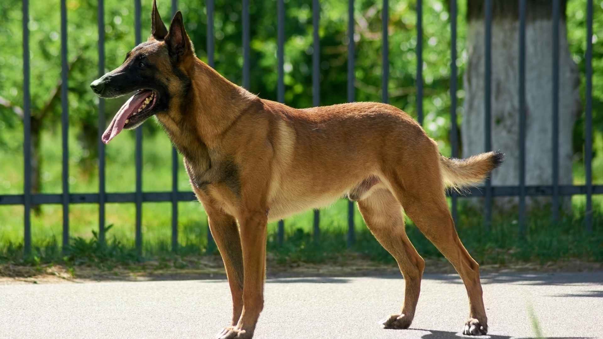 Pastor belga malinois